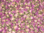 Boutons de rose pâle de Damas - 50g
