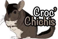 Histoire du chinchilla