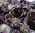 Fleurs d'Echinacée - 50g
