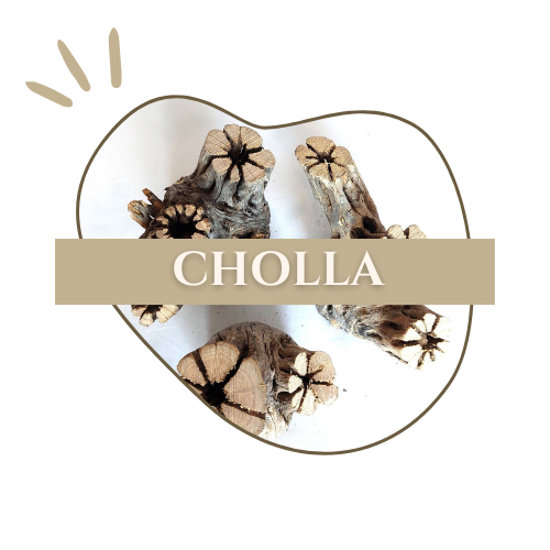 logo_cholla